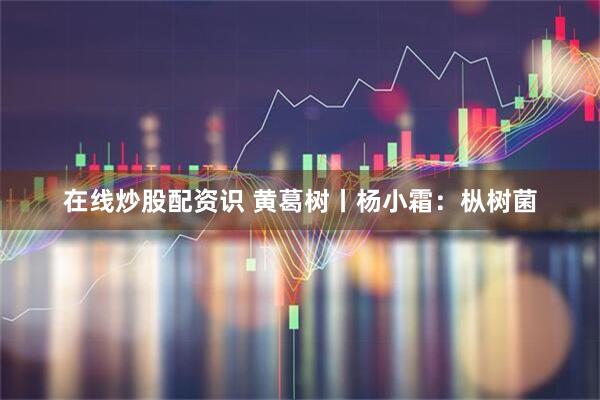 在线炒股配资识 黄葛树丨杨小霜：枞树菌